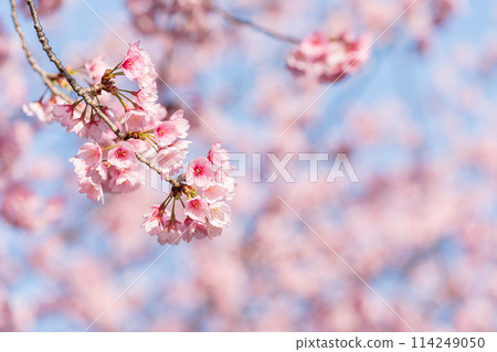 早盛開的櫻花樹 114249050