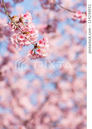 Early blooming cherry tree 114249051