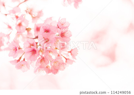 Early blooming cherry tree Early blooming cherry tree 114249056
