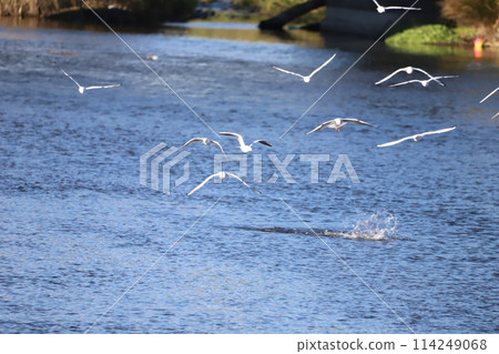 Flock of seagulls flying over the river Flock of seagulls flying over the river 114249068