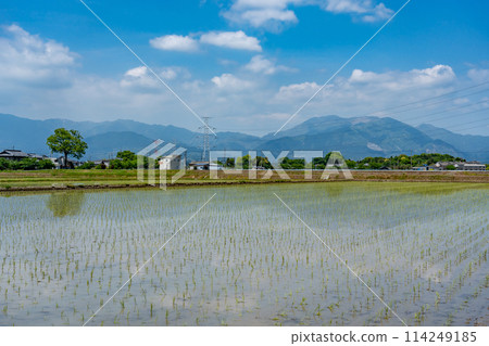 三重縣伊鍋市:插秧後初夏的北部山區與稻田 三重縣伊鍋市:插秧後初夏的北部山區與稻田 114249185