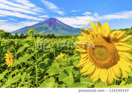 富士山與向日葵～山中湖花宮公園～ 114249197