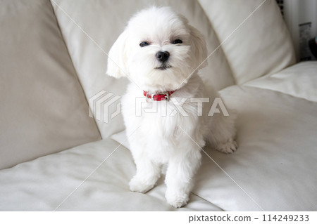 Maltese sitting and smiling Maltese sitting and smiling 114249233