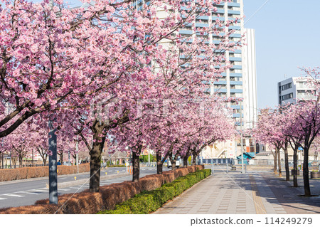 埼玉縣川口市川口本鄉站的櫻花樹 114249279
