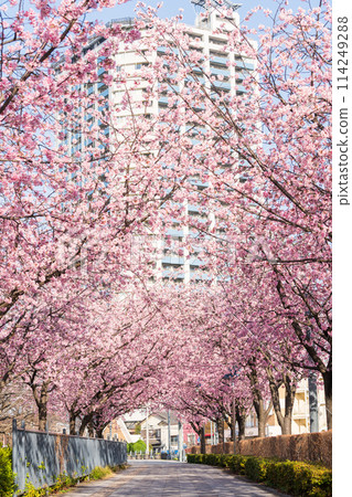 "Saitama Prefecture" Kawaguchi Motogo Station cherry blossom trees, Kawaguchi City 114249288