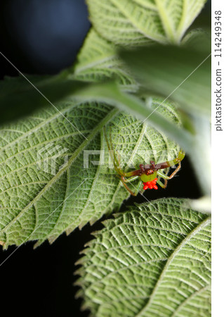 A poor spider carrying many spider mites on its back (natural light + strobe, macro close-up) A poor spider carrying many spider mites on its back (natural light + strobe, macro close-up) 114249348