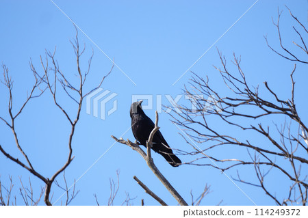 Crow stopping on a tree branch Crow stopping on a tree branch 114249372