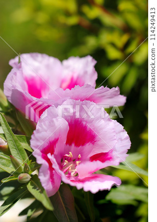 Bright salmon pink Godetia flower (natural light + macro close-up photo) Bright salmon pink Godetia flower (natural light + macro close-up photo) 114249413