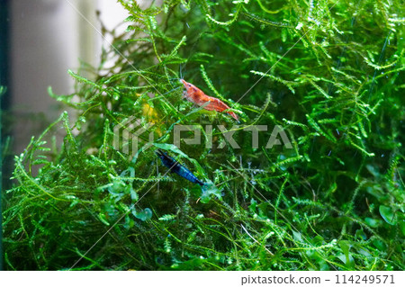 水生植物和蝦 水生植物和蝦 114249571