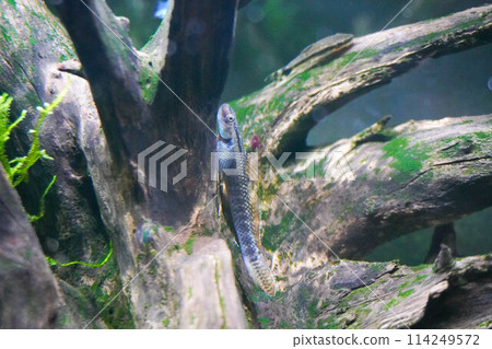 Stag beetle and driftwood Stag beetle and driftwood 114249572