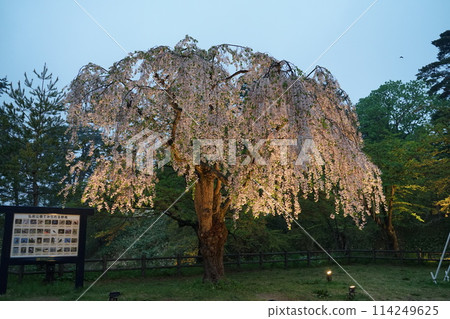 Weeping cherry tree Weeping cherry tree 114249625