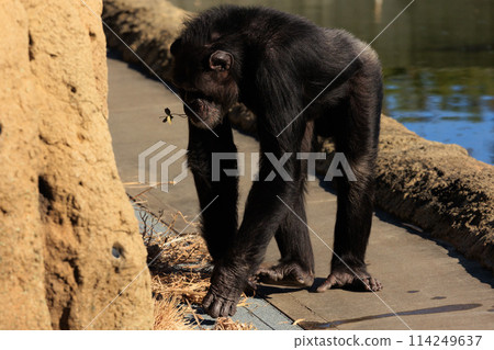 動物園的風景 114249637