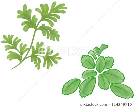 Coriander & Mint Coriander & Mint 114249710
