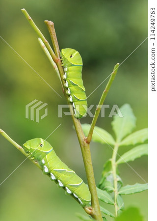 燕尾蝴蝶2齡幼蟲 114249763