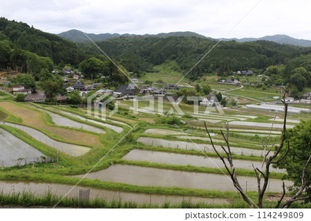 Osaka Prefecture, rice terraces, rice planting, rice 114249809