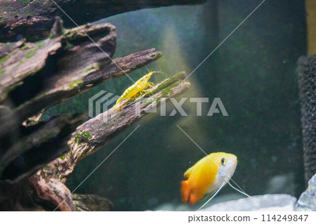 Shrimp and Gourami Shrimp and Gourami 114249847