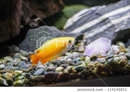 Gourami in the aquarium Gourami in the aquarium 114249852