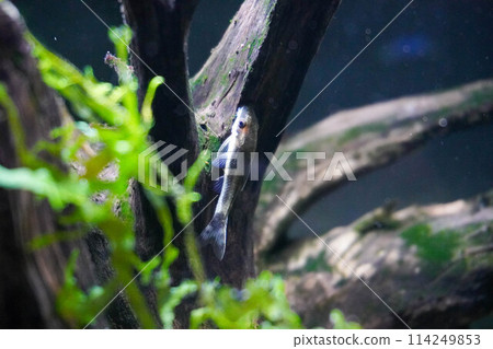 Otocinclus on a tree 114249853