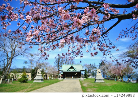 Suitengu Shrine and Cherry Blossoms Suitengu Shrine and Cherry Blossoms 114249998