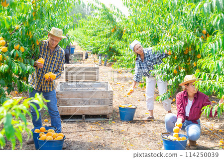 Group of farm workers gathering crop of fresh ripe peaches in fruit garden in summertime Group of farm workers gathering crop of fresh ripe peaches in fruit garden in summertime 114250039