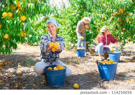 Smiling Asian female farm worker holding peaches in orchard 114250056