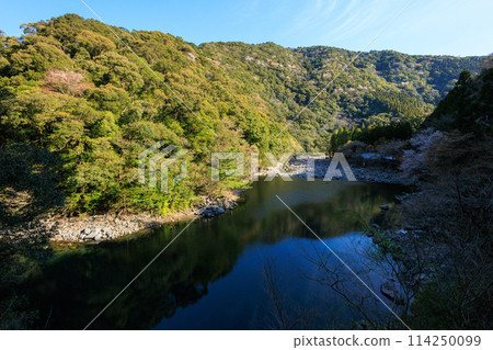 宮崎縣柏崎町的山櫻花 114250099