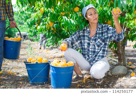 Female gardener with ripe peaches in orchard on sunny day 114250177