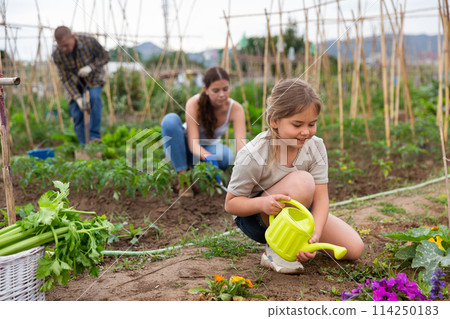 Daughter helps mom to water plants from a watering can in farm field Daughter helps mom to water plants from a watering can in farm field 114250183