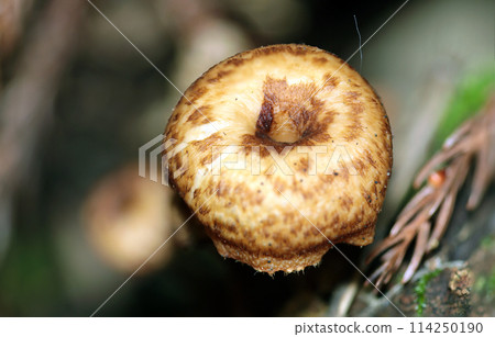 Immature Amisugitake mushrooms growing on rotten wood in the mountains (close-up with natural light, strobe and macro lens) Immature Amisugitake mushrooms growing on rotten wood in the mountains (close-up with natural light, strobe and macro lens) 114250190