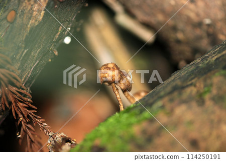 Immature Amisugitake mushrooms growing on rotten wood in the mountains (close-up with natural light, strobe and macro lens) 114250191