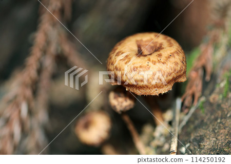 Immature Amisugitake mushrooms growing on rotten wood in the mountains (close-up with natural light, strobe and macro lens) 114250192