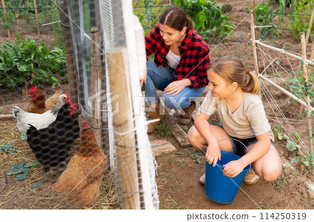 Mom and her daughter feed chickens in chicken coop in backyard of country house Mom and her daughter feed chickens in chicken coop in backyard of country house 114250319