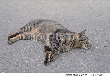 躺在路邊的虎斑貓 躺在路邊的虎斑貓 114250362