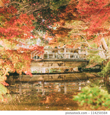 Takahama City - Illumination of autumn leaves at Oyama Green Park Takahama City - Illumination of autumn leaves at Oyama Green Park 114250384
