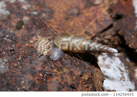 A terrestrial land snail moving through decaying wood (outdoor field macro photography of wildlife) A terrestrial land snail moving through decaying wood (outdoor field macro photography of wildlife) 114250435