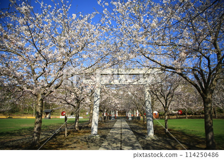 Full bloom cherry tree Full bloom cherry tree 114250486