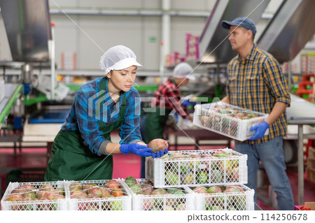 Female employee inspecting quality of mangoes in boxes at fruit factory Female employee inspecting quality of mangoes in boxes at fruit factory 114250678