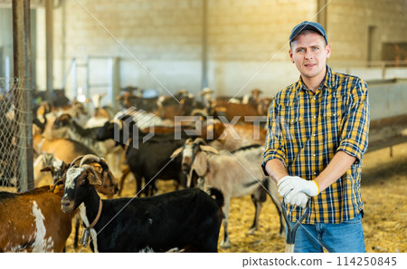 Experienced livestock farm worker standing in goat stall 114250845
