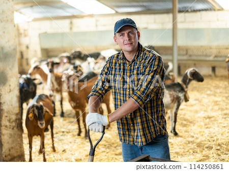 Hired livestock farm worker cleans up goat pen Hired livestock farm worker cleans up goat pen 114250861