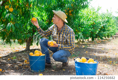 Man harvesting peaches Man harvesting peaches 114250882