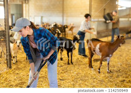 Woman cleaning in a goat pen at livestock farm 114250949