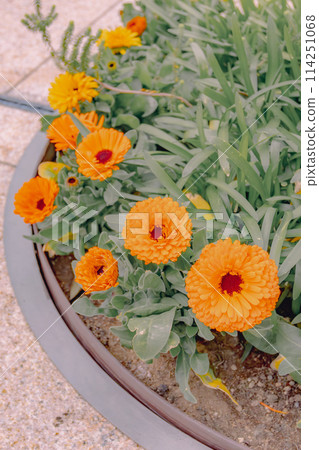 亮橘色金盞花（Calendula） 114251068