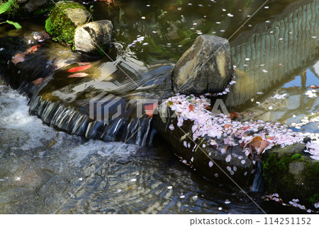 Flower Pool Flower Pool 114251152