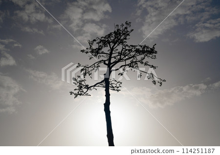 奇蹟的奇蹟 114251187