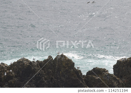 三陸海岸的黑尾黑尾鷗繁殖地 三陸海岸的黑尾黑尾鷗繁殖地 114251194
