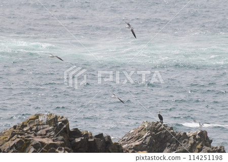 三陸海岸的黑尾黑尾鷗繁殖地 114251198