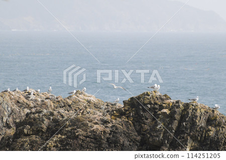 Black-tailed Gull Breeding Grounds on the Sanriku Coast 114251205