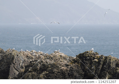 三陸海岸的黑尾黑尾鷗繁殖地 114251207