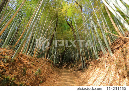 Bamboo forest at Takiyama Park in Hachioji, Tokyo 114251260