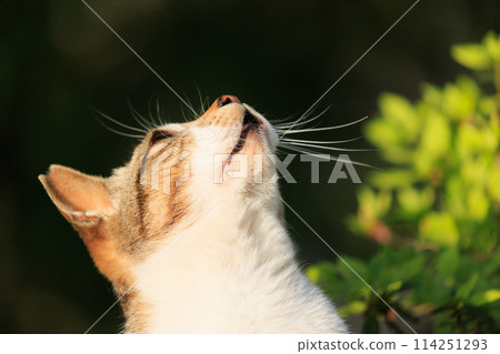 Cats (Photography) 114251293